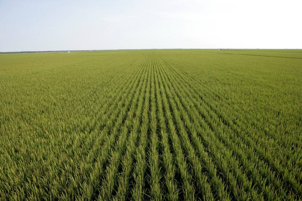 粮食流通工作会议利好大米行业，腾泰米业引领高端大米潮流