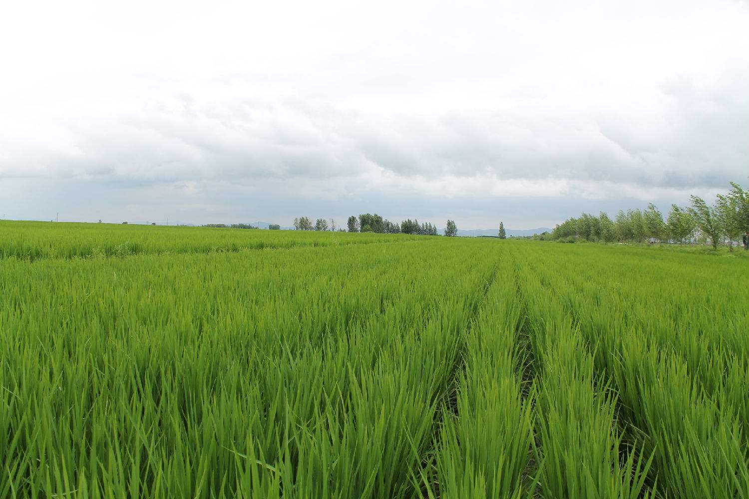 水稻种植知识 | 水稻应该何时断水更有利于高产？