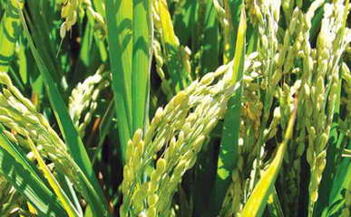 转基因大米有哪些种类？