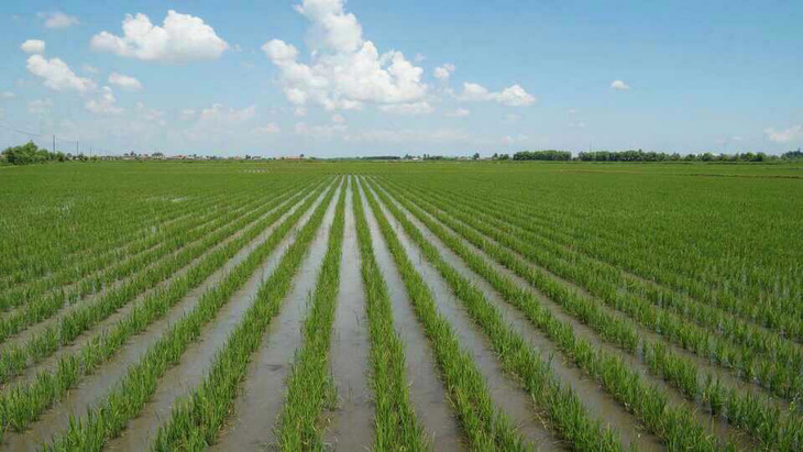 为什么说虾稻原生态有机大米，更符合当下市场需求？