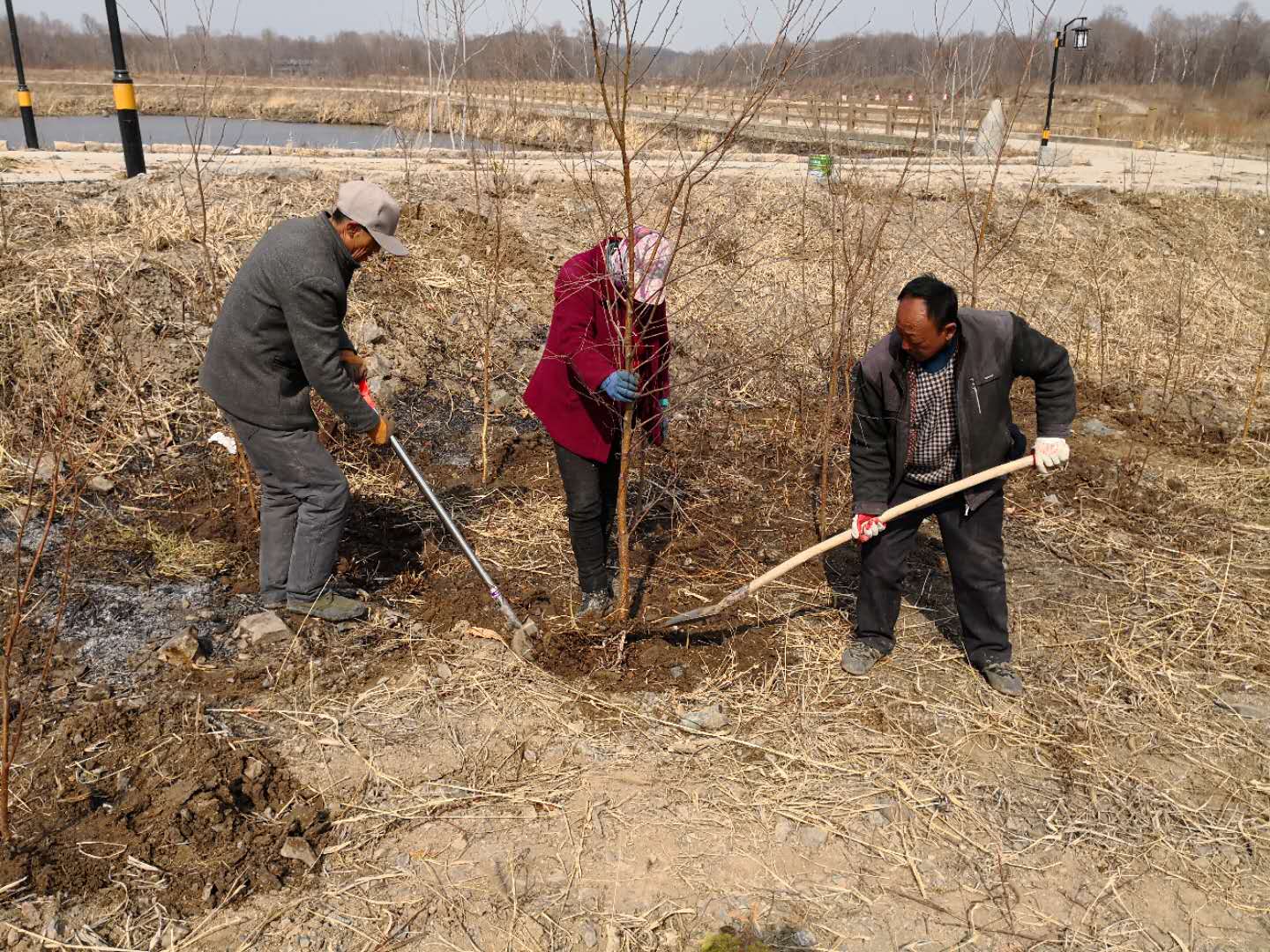 习大大在北方植树，我们为黑土地点绿